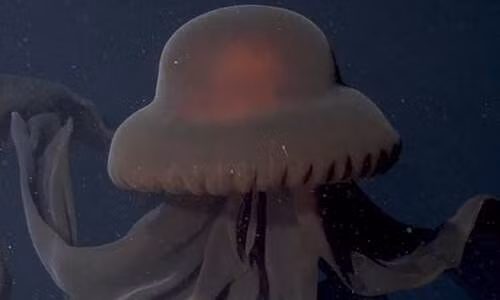 MBARI cho biết: “Những thách thức trong việc tiếp cận môi trường sống dưới nước sâu góp phần vào rất khó để bắt gặp một loài sứa ma khổng lồ hiếm hoi như vậy, dù công nghệ máy ảnh hiện đại và các phương tiện từ xa ngày nay đã cho phép các nhà khoa học có cái nhìn cận cảnh hơn bao giờ hết về những cư dân biển sâu hiếm hoi này".