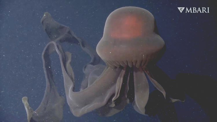 Cách chuyên gia tại MBARI cho biết, loài sứa ma khổng lồ được Viện nghiên cứu phát hiện lần đầu tiên là vào năm 1899.