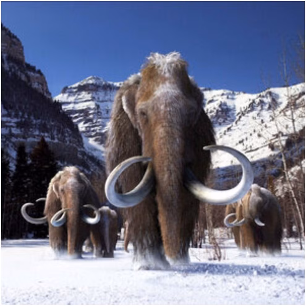 Bất chấp giá lạnh, rất nhiều thảm thực vật mọc lên để giữ cho nhiều loài động vật khác nhau sống sót. Cỏ, hoa, cây cối và cây bụi nhỏ đều bị ăn bởi những con voi ma mút ăn chay, khi chúng có thể dùng ngà của mình để xúc tuyết sang một bên và dùng vòi để nhổ những loại cỏ cứng.