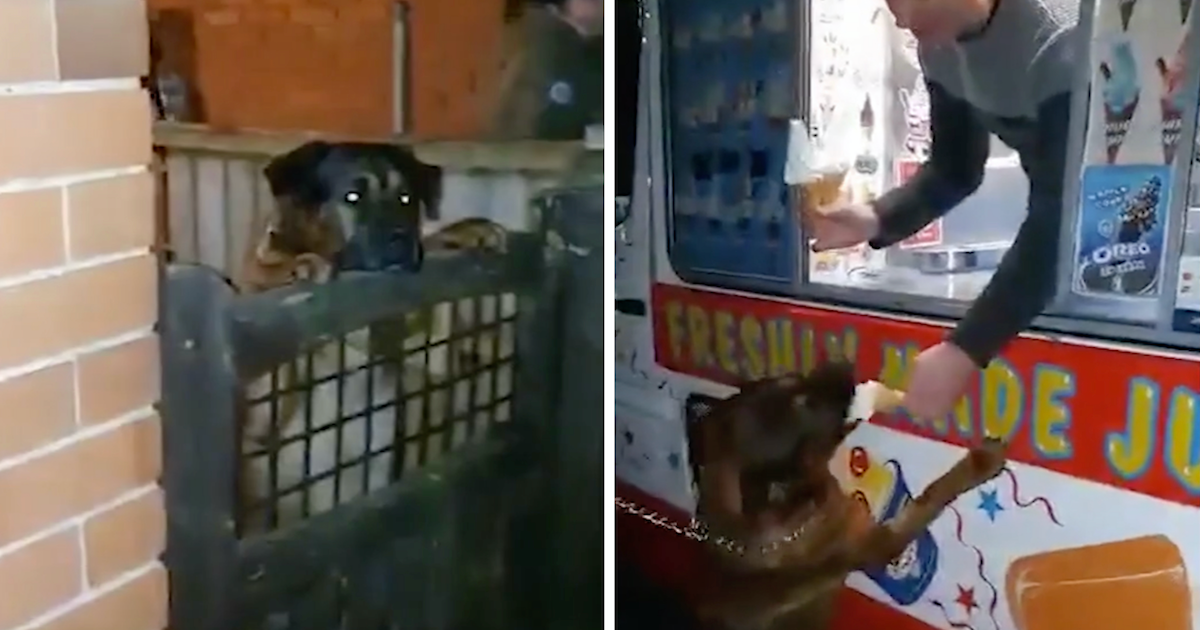 Khi người chủ của Marley phát hiện ra rằng, chú chó của mình không còn sống bao lâu nữa, cô muốn hoàn thành một điều ước cuối cùng cho thú cưng của mình.