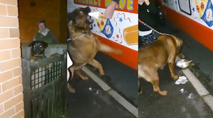 Tháng trước, Katie nhận thấy một cục u trong miệng của Marley và đưa chú chó đến bác sĩ thú y để họ điều trị áp xe. Nhưng sau hai tuần điều trị, con chó tám tuổi không khá hơn, và quay trở lại phòng khám một lần nữa thì được thông báo rằng con chó của cô có một khối u.