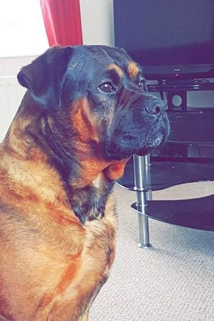 Katie nói: “Cảm ơn Jeff rất nhiều vì đã cho Marley nghe thấy tiếng hú đó lần cuối và cảm ơn vì đã khiến chú chó của tôi trở thành một cậu bé rất hạnh phúc. Tôi sẽ mãi mãi biết ơn”.