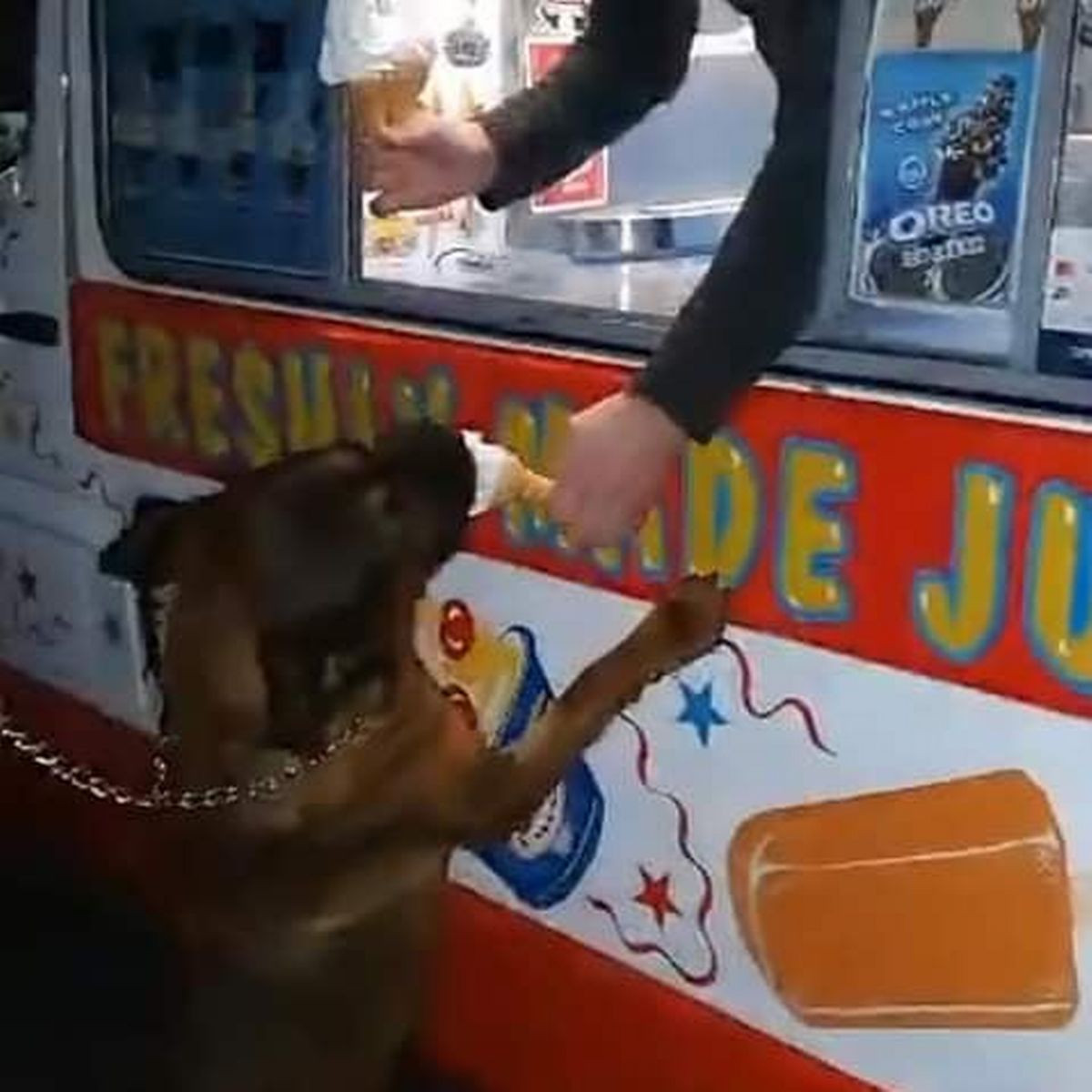 Cuối cùng, một người đàn ông bán kem ở Staffordshire, Jeff Condliffe đã dành thời gian đi trái tuyến để đến thăm Marley và thưởng cho chú chó một cây kem đặc biệt.