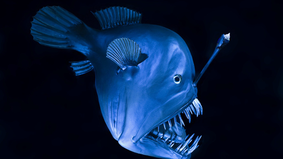 Anh ấy nói: “Tôi luôn nghĩ cá Anglerfish chỉ sống ở đại dương sâu, vì vậy tôi rất ngạc nhiên khi nhìn thấy nó ở vùng nước nông của địa phương chúng tôi. Điều tò mò nhất là trên đỉnh đầu của nó có một cái gai lớn dài khoảng 30cm”. Andy Rees ước tính con vật dài hơn nửa mét.