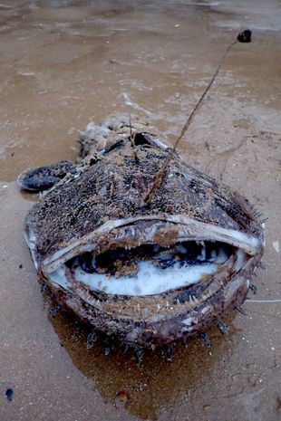 Anh nói: “Tôi quyết định dùng chân lật ngược nó lại để xem chắc chắn nó là gì, anh không ngờ rằng mình đã đặt chân vào cái miệng khổng lồ của một sinh vật biển sâu kỳ lạ, chứ không phải là xác hải cẩu.