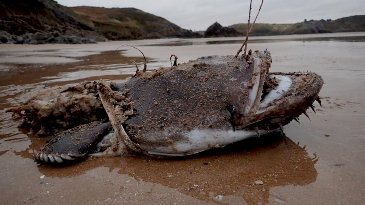 Một quái vật biển sâu "khủng khiếp" với hàm răng sắc nhọn đã khiến người chạy bộ bị sốc, sau khi chân của anh ấy mắc kẹt trong hàm của nó trên một bãi biển xứ Wales.