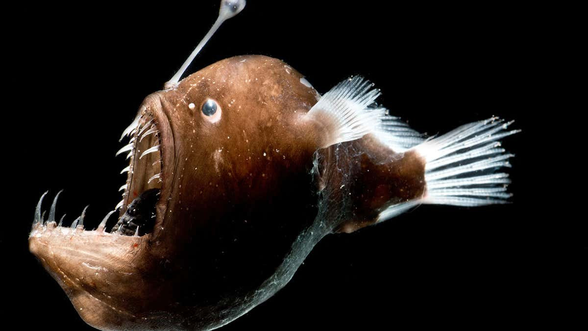 Andy Rees nhanh chóng lấy lại bình tĩnh, sau đó nhận ra mình đã bắt gặp phải xác một loài cá tên là Anglerfish - loài thường được tìm thấy ở độ sâu từ 550m đến 2000m.