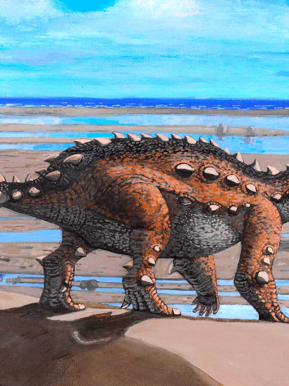 Ngoài ra, Stegouros elengassen có "cái đầu khá lớn với mỏ cong và hẹp”. Hơn nữa, xương chậu rất rộng.