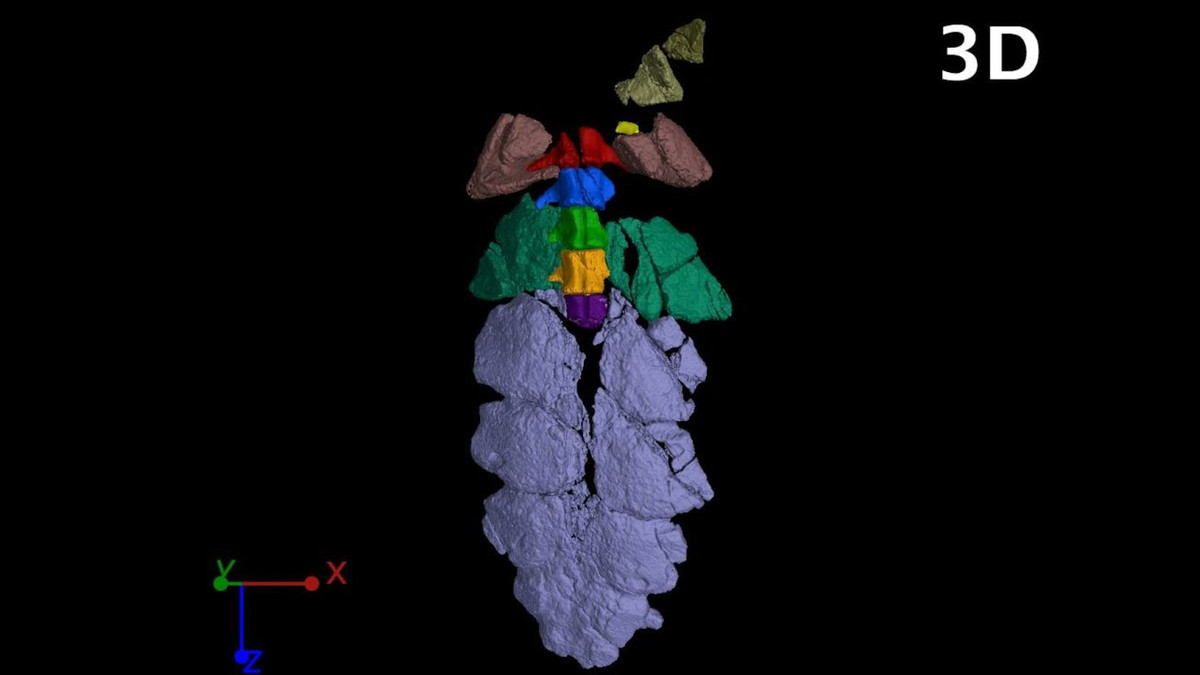 Đặc điểm đặc biệt nhất của S. elengassen, đuôi của nó là chiếc đuôi ngắn nhất trong giới khủng long. Nó được tạo thành từ bảy vảy xương lớn và dẹt được ghép nối lại với nhau một cách kỳ lạ.