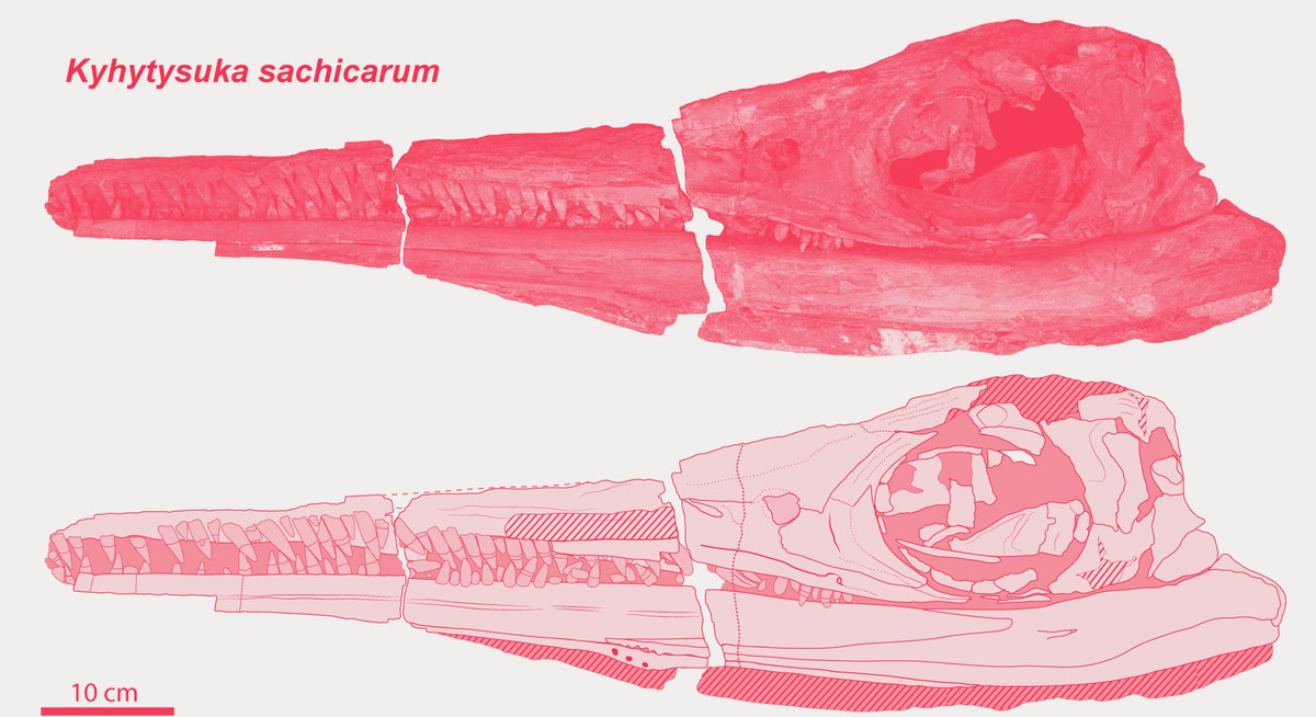 Các nhà nghiên cứu đã đặt tên cho loài Ichthyosaur mới là Kyhytysuka, có nghĩa là "loài cắt bằng thứ gì đó sắc nhọn như dao" trong ngôn ngữ của nền văn hóa Muisca bản địa của Colombia.