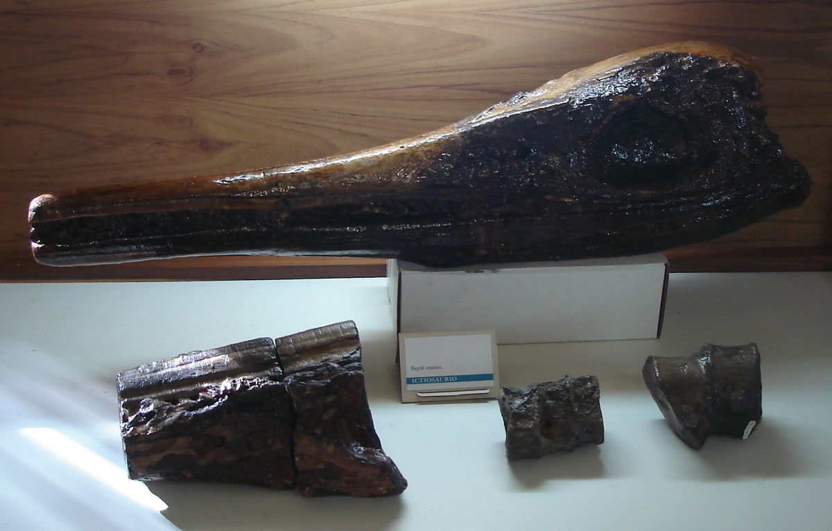 Sau đó, vào cuối kỷ Jura, các vùng biển đã trải qua một đợt biến động tuyệt chủng, và các loài ichthyosaur ăn cá sấu biển và cá voi cổ ngắn đã chết dần. Dirley Cortés, đồng tác giả nghiên cứu thuộc Bảo tàng Redpath của McGill cho biết, những loài động vật này đã được thay thế bằng rùa biển, plesiosaurs cổ dài, loài bò sát biển gọi là mososaurs trông giống như sự pha trộn giữa cá mập và cá sấu sau đó.