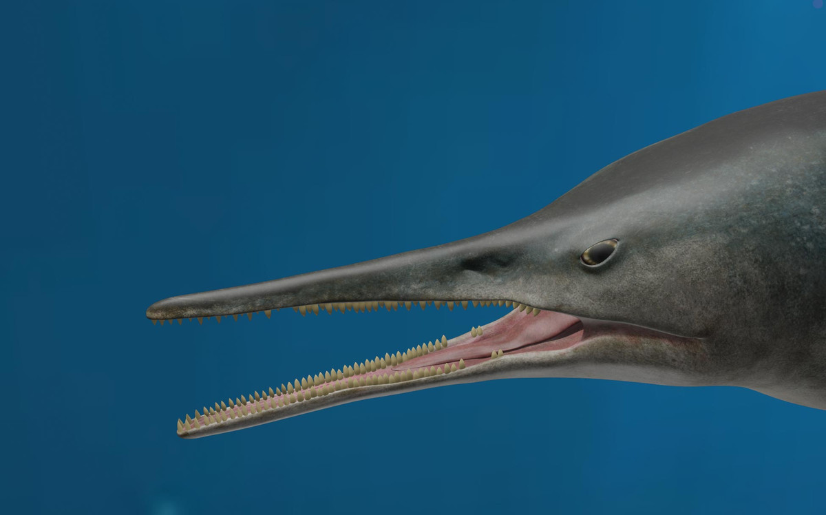 Với mõm dài và đôi mắt to, chúng trông hơi giống cá kiếm. Hầu hết các loài đều có hàm được lót bằng những chiếc răng nhỏ hình nón rất tốt để tóm gọn những con mồi nhỏ, nhưng với phân loài Kyhytysuka sachicarum lại có đặc điểm tiến hóa răng miệng hoàn toàn khác, hướng tới săn các con mồi khổng lồ.