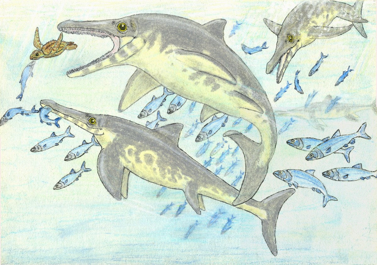 "Chúng tôi đã so sánh loài vật này với các loài khủng long kỷ Jura và kỷ Phấn trắng khác và có thể xác định thêm một phân loại Ichthyosaurs mới tên là Kyhytysuka sachicarum; Điều này làm rung chuyển “cây tiến hóa” của loài Ichthyosaurs và cho phép chúng tôi kiểm tra những ý tưởng mới hơn về cách Kyhytysuka sachicarum tiến hóa khác hoàn toàn so với phân hệ anh em cùng một gia đình”, Larsson nói.