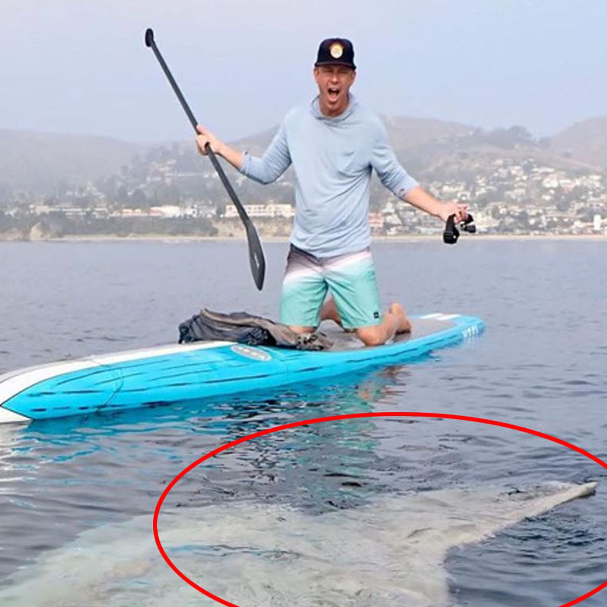 Nói với trang 9News.com.au, Rich German cho biết đây là con cá Mặt trời, còn được gọi là Mola Mola, nó trông rất khủng.