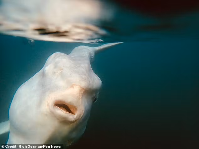 "Ngay cái nhìn đầu tiên, chúng trông giống như một con cá mập ngoài hành tinh bị cắt xẻo tứ phía", Rich German ví von “vị khách mới” vừa bắt gặp.