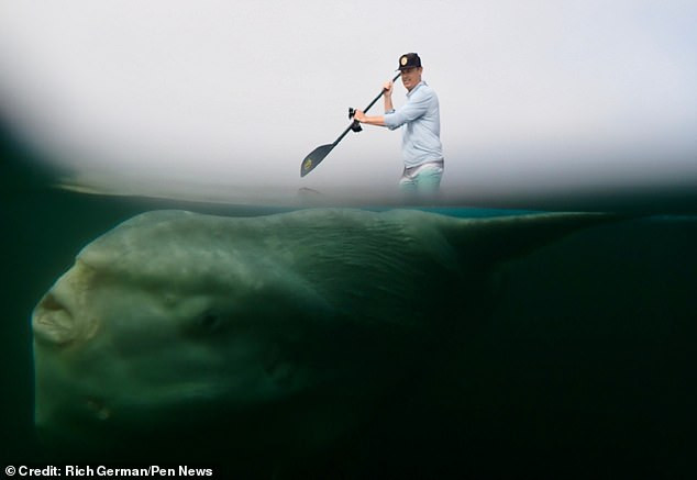 Theo tiếng Pháp, tiếng Tây Ban Nha, tiếng Bồ Đào Nha, tiếng Ý, tiếng Hà Lan, tiếng Nga... thì loài cá này có tên là "cá Mặt Trời", trong khi tên tiếng Anh của chúng là "ocean sunfish" nghĩa là "cá Thái dương". Chúng được đặt tên là cá Mặt trời bởi người ta tin rằng, chúng thích tắm nắng trên mặt biển vì thường thấy chúng bơi ì ạch sát mặt nước.