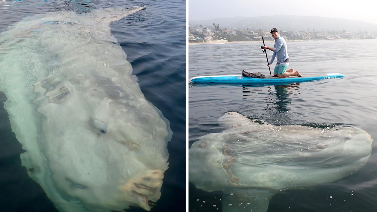 Hầu hết thời gian cá Mặt trời để cho cả khối thân mình đồ sộ trôi tự do theo các dòng nước. Những con trưởng thành thì thích trôi nghiêng một bên nhiều hơn.