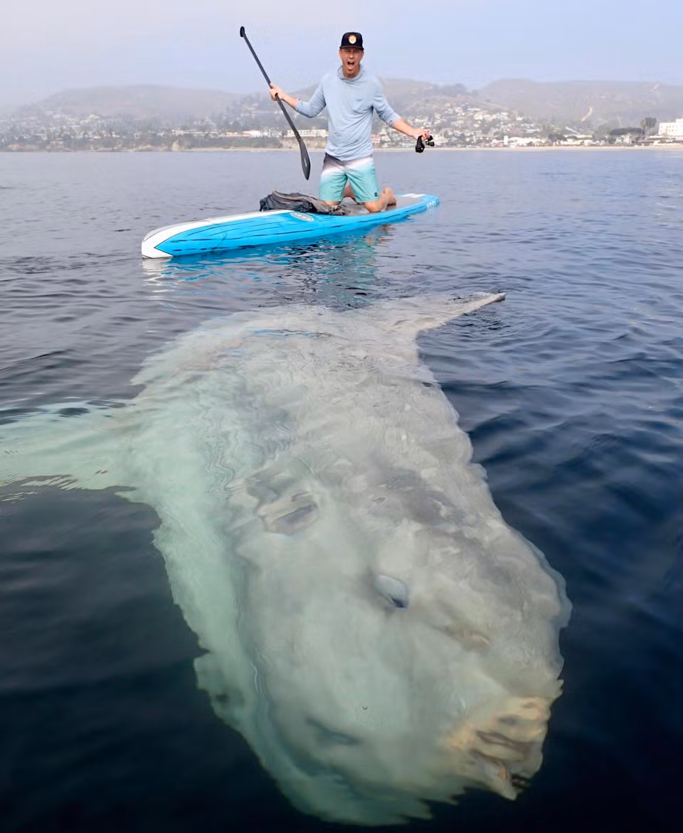 "Nếu bạn nhìn vào bức ảnh, bạn có thể thấy con cá dài tầm khoảng 4,2 mét; Đó là một con cá Mặt trời thực sự lớn”, Rich German nói.