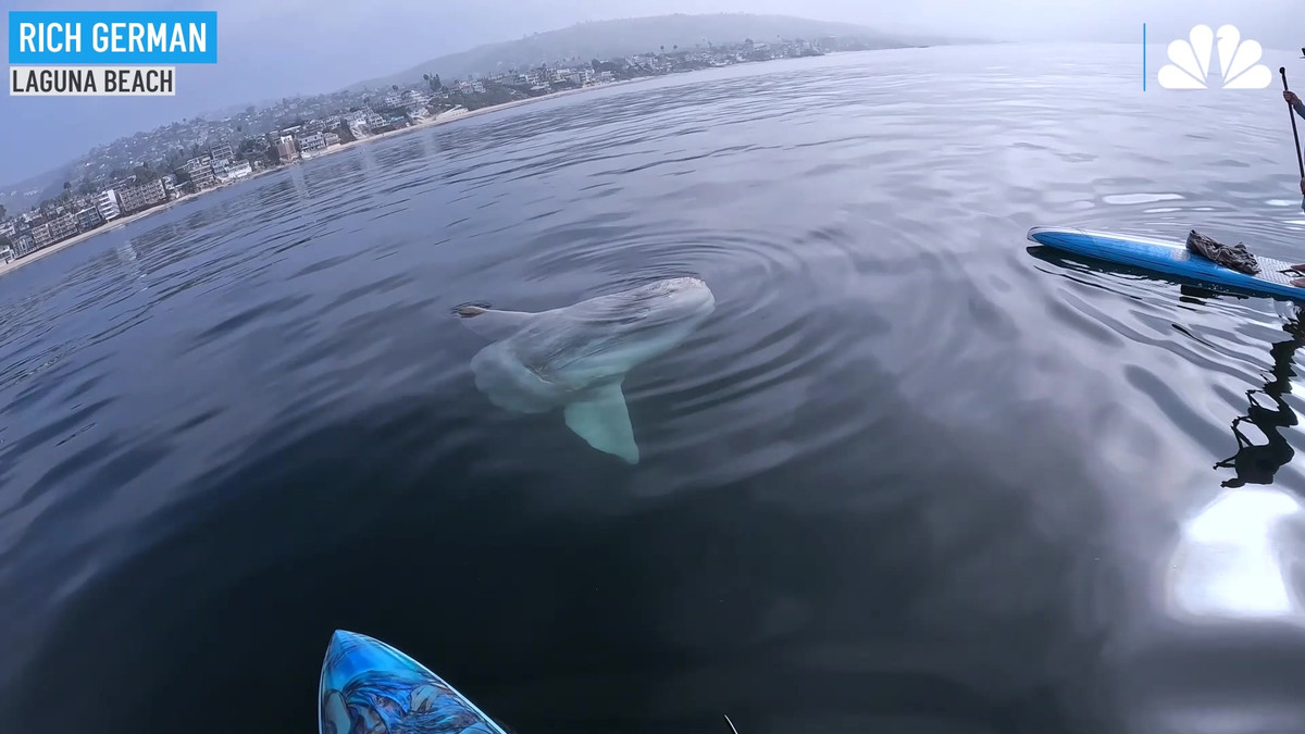 Đặc điểm chung của cá Mặt trời là nó có hình thù kỳ dị, chúng có thân hình bầu dục tròn, phân bố chủ yếu ở vùng biển nhiệt đới, cá da trơn mình dẹt, đuôi ngắn, đầu tròn, mắt lớn, miệng nhỏ, miệng khá nhỏ so với kích thước toàn thân, hai vây ngắn.