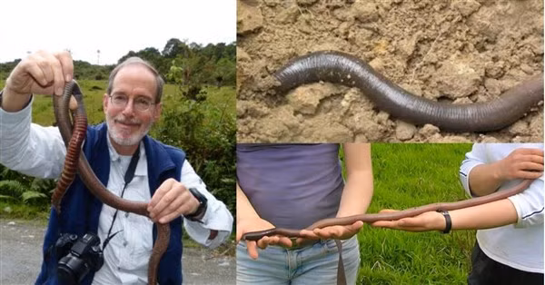 Chúng sinh sản trong những tháng ấm hơn và kén trứng được đẻ trong hang của chúng. Vào mỗi kỳ sinh sản, giun đất Gippsland chỉ đẻ duy nhất một quả trứng có hình dạng giống như hạt đậu màu nâu.