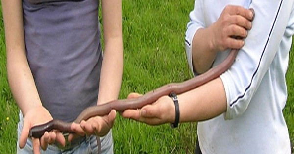 Van Praagh nói: “Các hang do giun đất khổng lồ Gippsland chiếm giữ có những bức tường rất ẩm ướt, vì vậy khi giun đất di chuyển nhanh trong hang, nó tạo ra âm thanh ùng ục khá lớn và có thể nghe thấy ở trên mặt đất. Âm thanh hơi giống tiếng nước chảy ra từ bồn tắm và với những người không biết sẽ rất kinh hãi”.