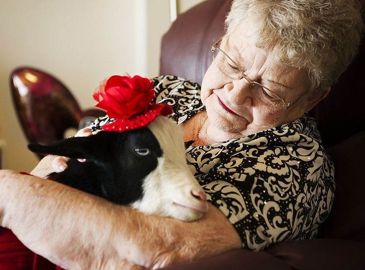 Đáng yêu dê con đem đến niềm vui Giáng sinh cho người già - Hình 4 Dang yeu de con dem den niem vui Giang sinh cho nguoi gia-Hinh-4