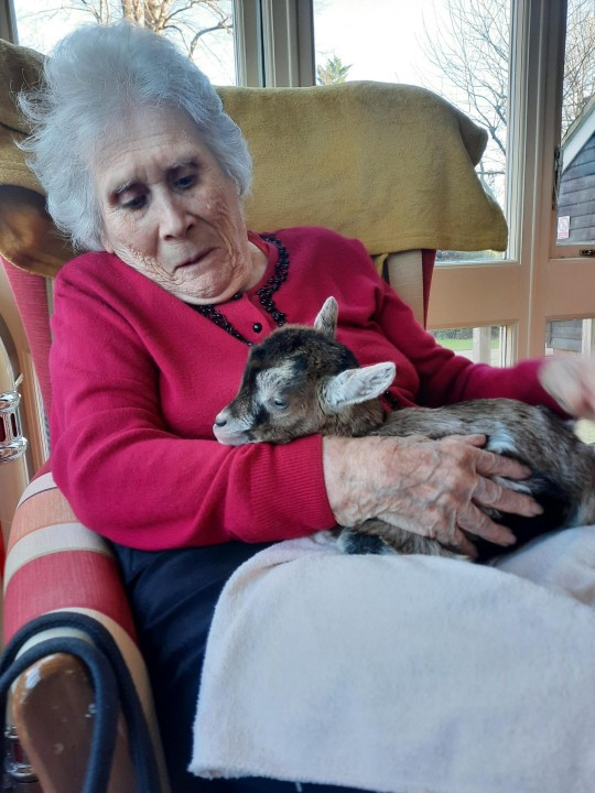 Đáng yêu dê con đem đến niềm vui Giáng sinh cho người già - Hình 2 Dang yeu de con dem den niem vui Giang sinh cho nguoi gia-Hinh-2