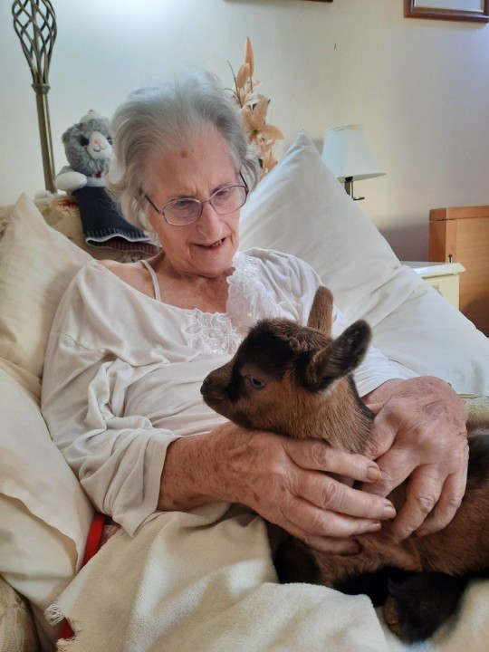 Đáng yêu dê con đem đến niềm vui Giáng sinh cho người già - Hình 3 Dang yeu de con dem den niem vui Giang sinh cho nguoi gia-Hinh-3