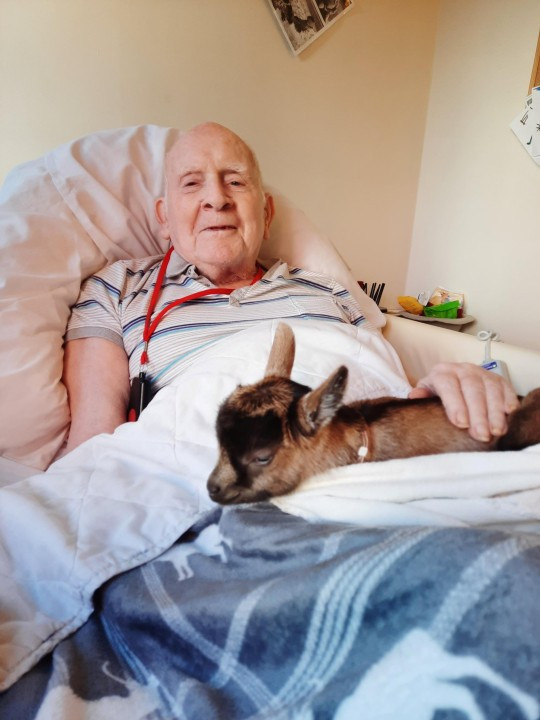 Đáng yêu dê con đem đến niềm vui Giáng sinh cho người già - Hình 5 Dang yeu de con dem den niem vui Giang sinh cho nguoi gia-Hinh-5