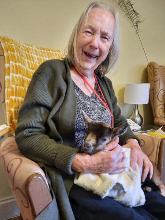 Đáng yêu dê con đem đến niềm vui Giáng sinh cho người già Dang yeu de con dem den niem vui Giang sinh cho nguoi gia