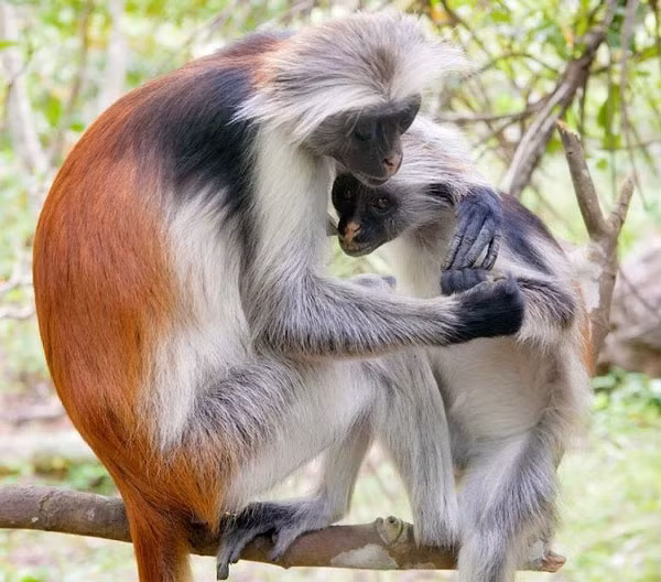 Khỉ đỏ Colobus Zanibar hiện chỉ còn khoảng 3000 cá thể trong tự nhiên, đây là một trong những loài có nguy cơ tuyệt chủng. Loài khỉ này có mùi hương không bình thường nên còn được gọi là “khỉ độc”. Khỉ đỏ Colobus Zanibar sinh sống ở vùng cây bụi ven biển trên hòn đảo Zanzibar ngoài khơi bờ biển Tanzania, và thức ăn của chúng là lá, hạt và hoa trong rừng.