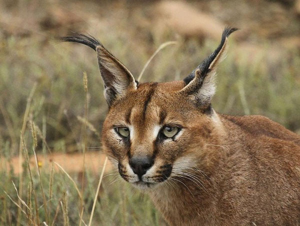 Linh miêu tai đen hay mãn rừng sinh sống chủ yếu ở thảo nguyên khô và bán sa mạc khắp châu Phi, Trung Đông, Pakistan và Ấn Độ. Linh miêu tai đen có kích thước khoảng 1m, có đôi tai dài và linh hoạt giúp chúng nghe được những âm thanh nhỏ nhất. Chúng có vẻ ngoài rất đẹp, uy dũng tựa như một con báo Puma thu nhỏ.