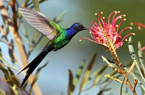 Chim ruồi Eupetomena macroura có bộ lông sặc sỡ gồm màu xanh lá cây, xanh dương và tím cùng với chiếc đuôi được xẻ dài rất đẹp.