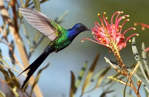 Chim ruồi Eupetomena macroura có bộ lông sặc sỡ gồm màu xanh lá cây, xanh dương và tím cùng với chiếc đuôi được xẻ dài rất đẹp.