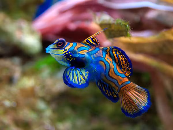 Cá trạng nguyên sở hữu bộ vây có màu sắc rực rỡ và vô cùng sống động, trông giống như bộ quần áo của các tân trạng nguyên. Chúng được mệnh danh là loài cá đẹp nhất thế giới. Cá trạng nguyên có kích thước dài khoảng 6cm, sinh sống cạnh các rạn san hô tại vùng phía Tây Thái Bình Dương, gần Philippines, Úc và Đài Loan.