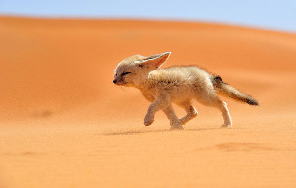 Cáo Fennec hay cáo tai to châu Phi sinh sống ở vùng Bắc Phi và vùng sa mạc Sahara. Loài cáo này có đôi tai lớn, có thể phát triển đến độ dài 15cm với thính giác nhạy bén giúp chúng có thể nghe con mồi di chuyển dưới lòng đất. Loài cáo này được yêu thích bởi vẻ ngoài đáng yêu, bộ lông dày cùng đôi mắt ti hí.