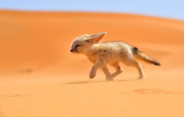 Cáo Fennec hay cáo tai to châu Phi sinh sống ở vùng Bắc Phi và vùng sa mạc Sahara. Loài cáo này có đôi tai lớn, có thể phát triển đến độ dài 15cm với thính giác nhạy bén giúp chúng có thể nghe con mồi di chuyển dưới lòng đất. Loài cáo này được yêu thích bởi vẻ ngoài đáng yêu, bộ lông dày cùng đôi mắt ti hí.