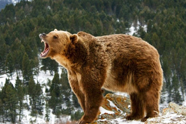 “Chúng tôi phát hiện ra rằng, răng nanh đã tiến hóa theo những cách đặc biệt như dài và sắc, mảnh và cong, hoặc cùn và khỏe để giúp mỗi loài giết và ăn thịt con mồi yêu thích của chúng, giúp biến động vật có vú trở thành một trong những loài săn mồi thành công nhất trong tự nhiên”, Alistair Evans chia sẻ thêm. 