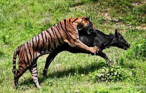 Không phải tất cả các loài ăn thịt đều có chế độ ăn uống giống nhau. Gấu xám ăn thịt, trái cây và thực vật, trong khi cầy meerkat chủ yếu ăn động vật không xương sống như bọ cạp và bọ cánh cứng. Động vật ăn thịt cũng có thể săn mồi theo vô số cách. Hổ làm chết con mồi bằng một nhát cắn vào cổ họng, trong khi sói dùng nhiều nhát chém để xé con mồi. Các loài chó cáo đỏ dùng răng nanh chộp lấy và lắc mạnh con mồi, trong khi loài sói có thể giết chết chỉ bằng một cú cắn ở đầu con mồi. 