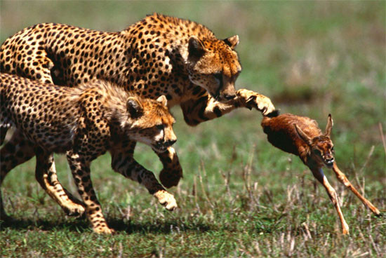 Các loài mèo lớn như sư tử, hổ và báo gêpa có một số răng nanh sắc nhọn nhất trong vương quốc động vật. Những vũ khí dài giống như dao găm này được sử dụng hạ gục con mồi nhanh chóng. Các loài khác, chẳng hạn như sói đồng cỏ và cáo đỏ có răng nanh mảnh và cong. Những chiếc răng này đóng vai trò như những chiếc móc giúp giữ con mồi nhỏ và ngăn nó trượt khỏi miệng khi lắc. 