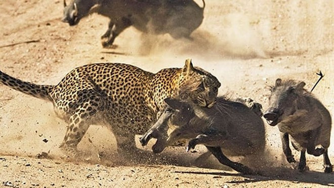 “Chúng tôi đã quét và so sánh răng nanh của hơn 60 loài động vật ăn thịt. Sau đó, chúng tôi xem xét mối liên quan giữa hình dạng và chức năng của răng nanh".