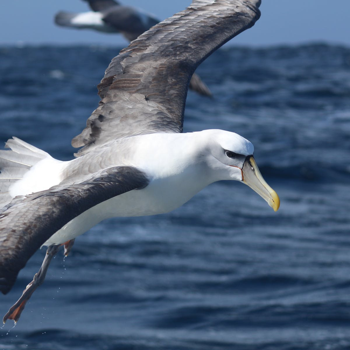 Bat ngo su that khien chim hai au... ly hon am am-Hinh-7