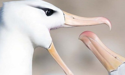 Bat ngo su that khien chim hai au... ly hon am am-Hinh-9