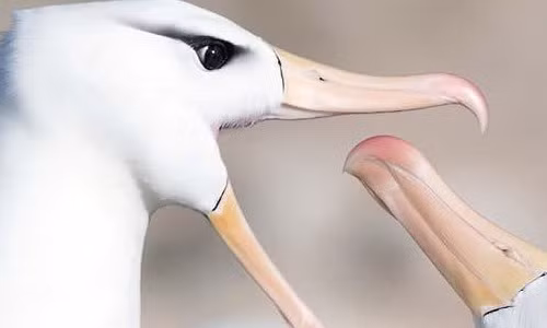 Bat ngo su that khien chim hai au... ly hon am am-Hinh-9