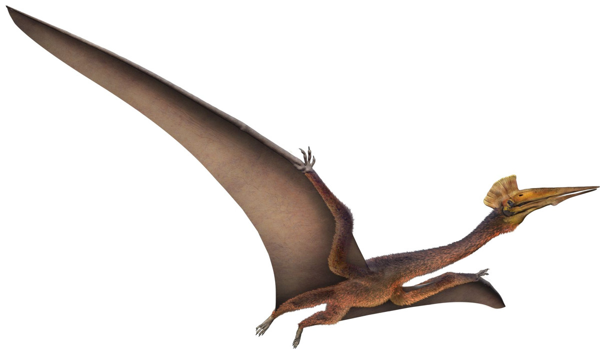 Bộ xương hóa thạch của khủng long có cánh Pterosaur Quetzalcoatlus được phát hiện tại Công viên Quốc gia Big Bend ở Hạt Brewster, Texas, nhờ dữ liệu này mà các nhà khoa học mới có thể xác định được cách thức bay của sinh vật này.
