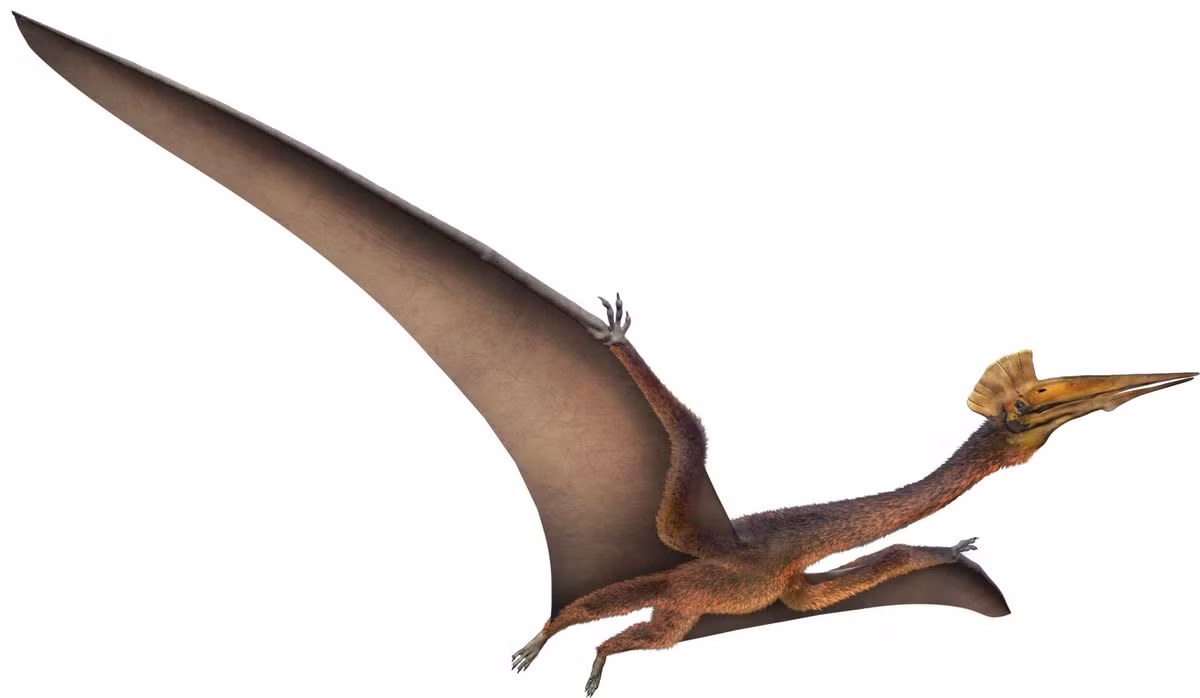 Bộ xương hóa thạch của khủng long có cánh Pterosaur Quetzalcoatlus được phát hiện tại Công viên Quốc gia Big Bend ở Hạt Brewster, Texas, nhờ dữ liệu này mà các nhà khoa học mới có thể xác định được cách thức bay của sinh vật này.