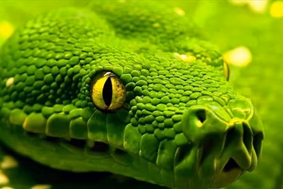 Vậy cái nào đến trước? “Nọc độc, ở một số dạng nhẹ được cho là đã xuất hiện rất sớm trong tổ tiên chung của loài rắn và một số loài thằn lằn (một nhóm gọi là Toxicofera),” Palci nói.