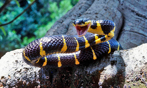 "Do đó, răng nanh dẫn độc phát triển sau khi đã có nọc độc. Sự hiện diện của nọc độc có thể là tiền đề quan trọng cho sự tiến hóa của nanh dẫn độc".