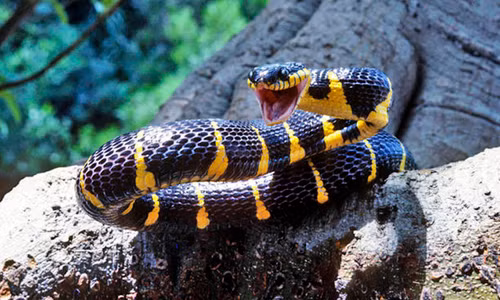 "Do đó, răng nanh dẫn độc phát triển sau khi đã có nọc độc. Sự hiện diện của nọc độc có thể là tiền đề quan trọng cho sự tiến hóa của nanh dẫn độc".