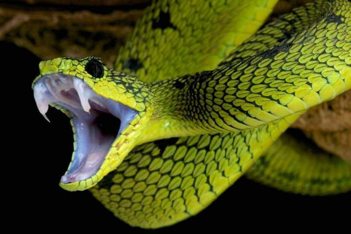 Palci và nhóm của ông đã công bố nghiên cứu gần đây của họ về nanh rắn trên tạp chí Proceedings of the Royal Society B: Biological Sciences. Nhóm nghiên cứu đã tiết lộ về cách thức phát triển của những chiếc răng chuyên cung cấp dẫn truyền nọc độc của loài rắn.